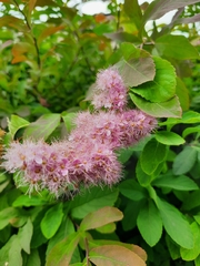 Spiraea salicifolia