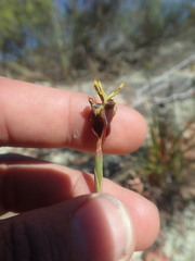 Moraea inconspicua