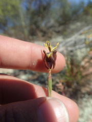 Moraea inconspicua