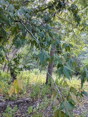Platanus wrightii