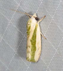 Earias huegeliana