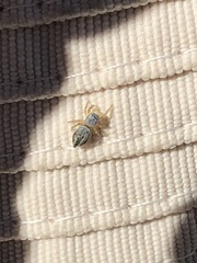 Heliophanus equester