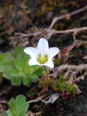 Arenaria ciliata
