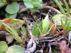 Arenaria ciliata