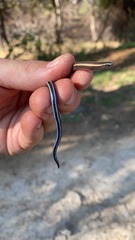 Scelotes bidigittatus