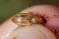Dicheirotrichus