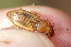 Dicheirotrichus