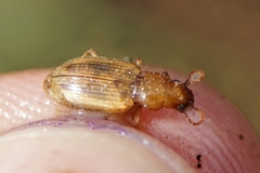 Dicheirotrichus