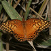 Mexican Fritillary - Photo (c) Bill Bouton, some rights reserved (CC BY-NC)