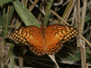 Mexican Fritillary - Photo (c) Bill Bouton, some rights reserved (CC BY-NC)