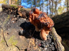 Gyromitra