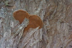 Phellinus badius