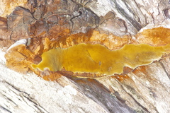 Phellinus badius