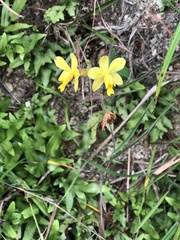 Spathoglottis pubescens