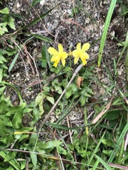 Spathoglottis pubescens