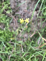 Spathoglottis pubescens