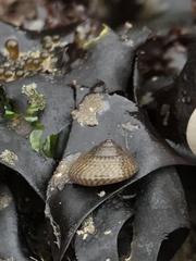 Vetigastropoda
