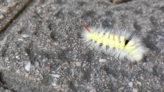 Calliteara pudibunda