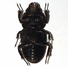 Aegus chelifer