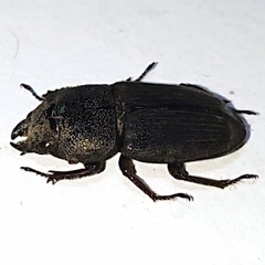 Aegus chelifer