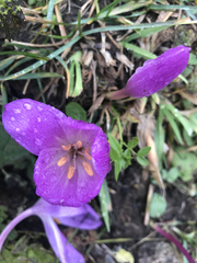 Colchicum speciosum