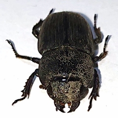 Aegus chelifer