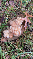 Neuroterus laurifoliae