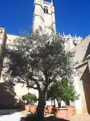 Olea europaea