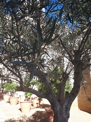 Olea europaea