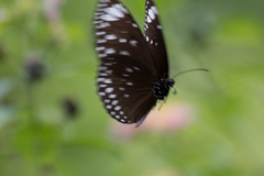Euploea crameri