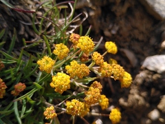 Bupleurum ranunculoides