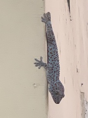 Gekko gecko