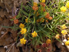 Bupleurum ranunculoides