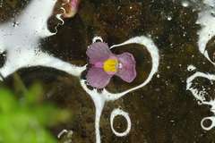 Utricularia hydrocarpa