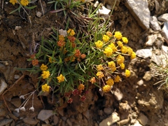 Bupleurum ranunculoides