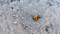 Nicrophorus hebes
