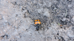 Nicrophorus hebes