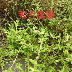 Spermacoce articularis