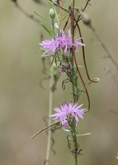 Centaurea tommasinii
