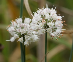 Allium suaveolens