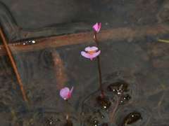 Utricularia hydrocarpa