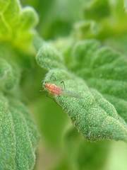 Aphididae