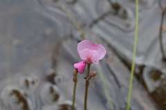 Utricularia hydrocarpa
