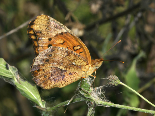 Mexican Fritillary