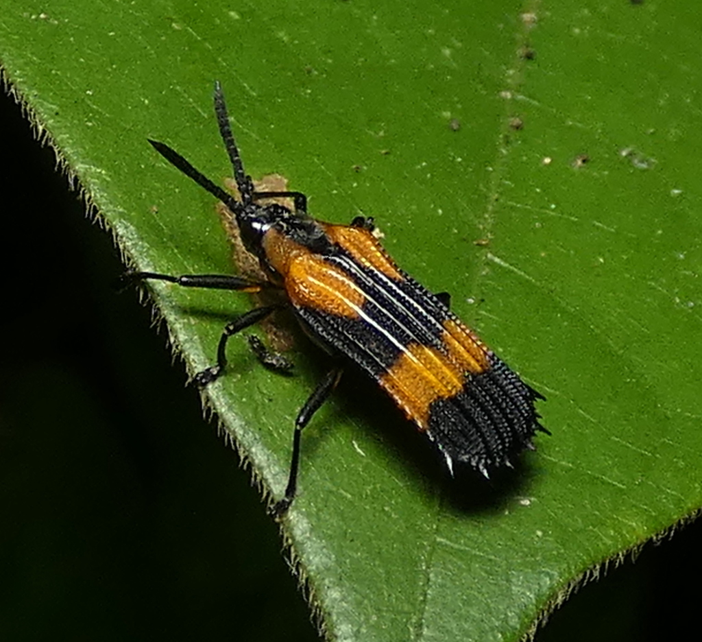 Oxychalepus externus