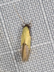 Opogona protodoxa
