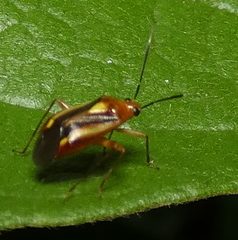 Horciasinus signoreti