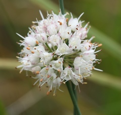 Allium suaveolens