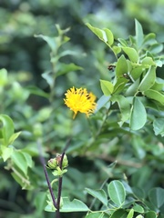 Gynura divaricata