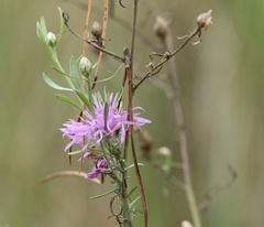 Centaurea tommasinii